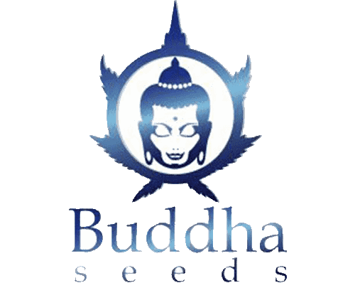 buddha-seeds
