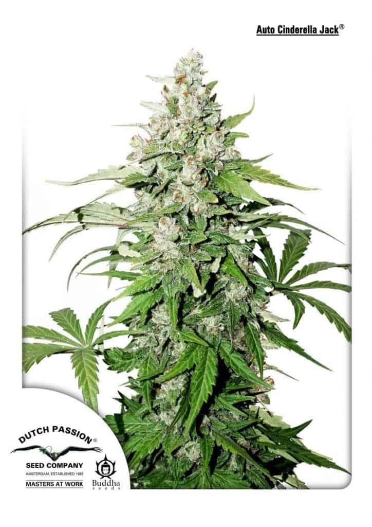Auto Cinderella Jack Dutch Passion1