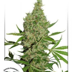 White Widow The Ultimate Dutch Passion1