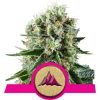 Critical Kush od Royal Queen Seeds
