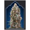 00 kush 00 seeds bank