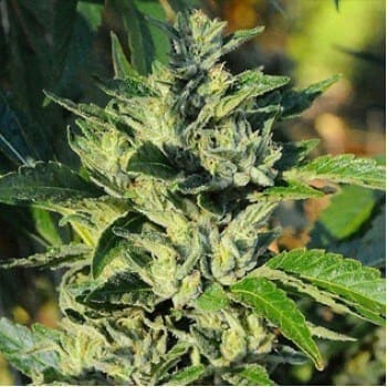 71020og20420web 350x3501