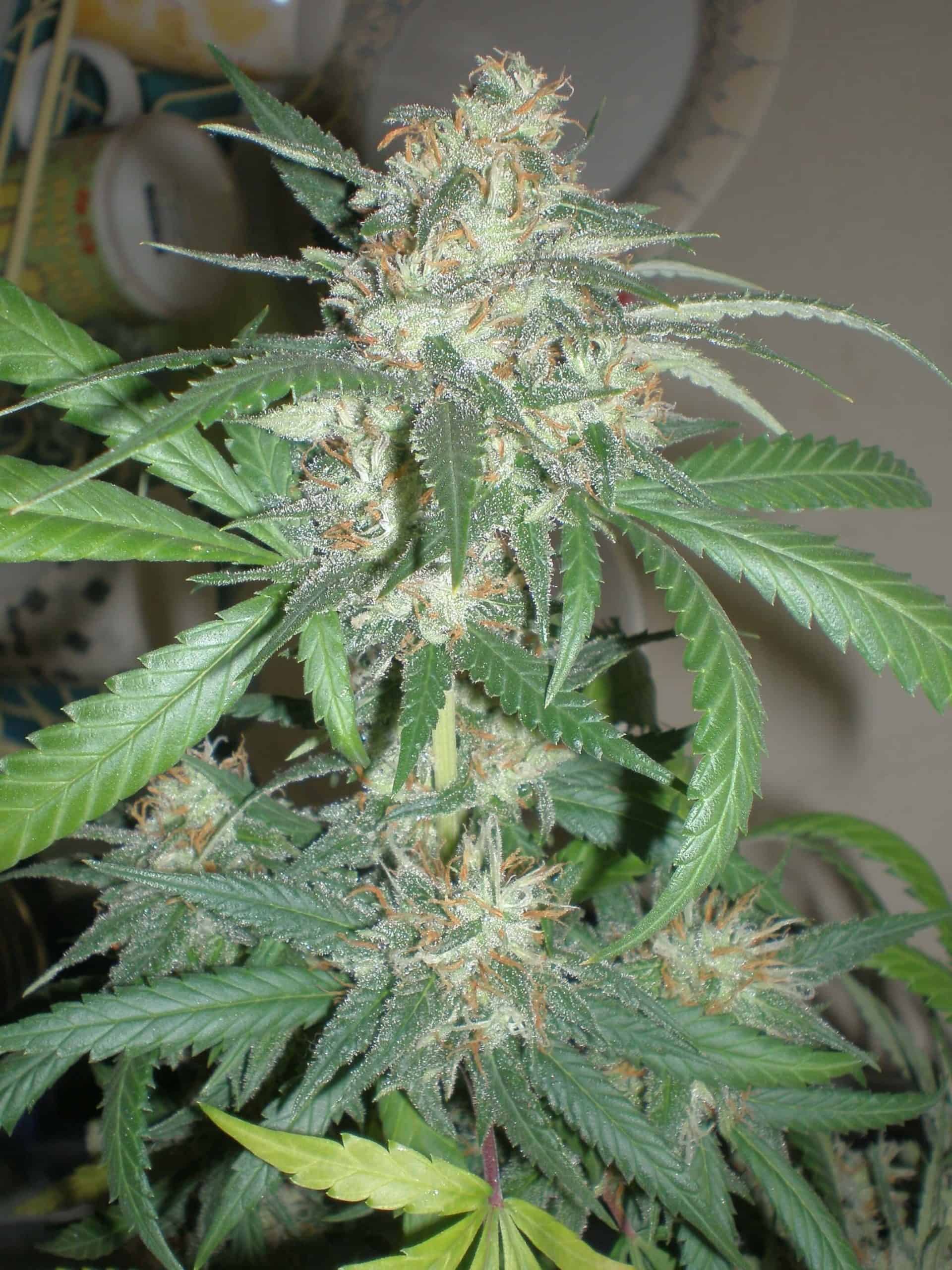 Amazing Haze 41