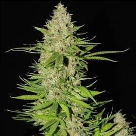 Blueberry20Gum20220G1320Labs20Seeds20Pic 600x6001