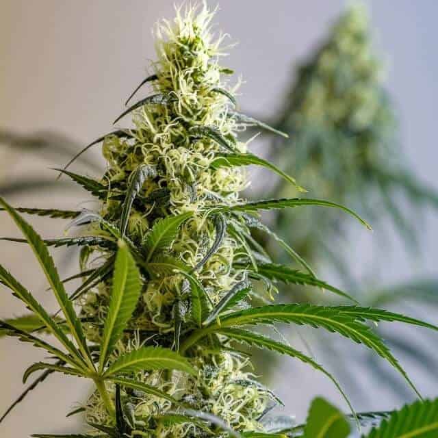Brothers Grimm Seeds Green Avenger 21