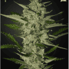 Flowerbomb Kush1