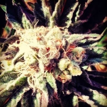 Fruity20Widow 350x3501
