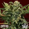 Russian Automatic Exotic Seed Pic1
