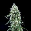 Super Silver Bilbo rt1 400x4001