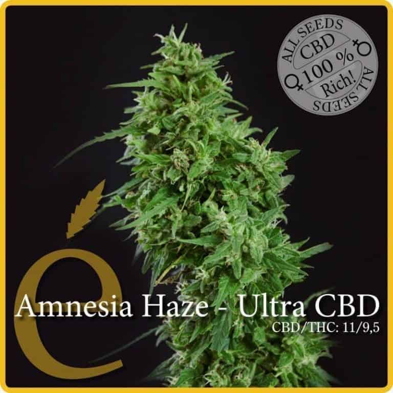 amnesia haze ultra cbd1