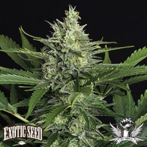 attitude seedbank exotic seed green gummy auto1