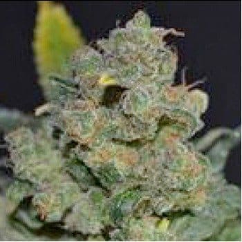 autocheese 350x3501