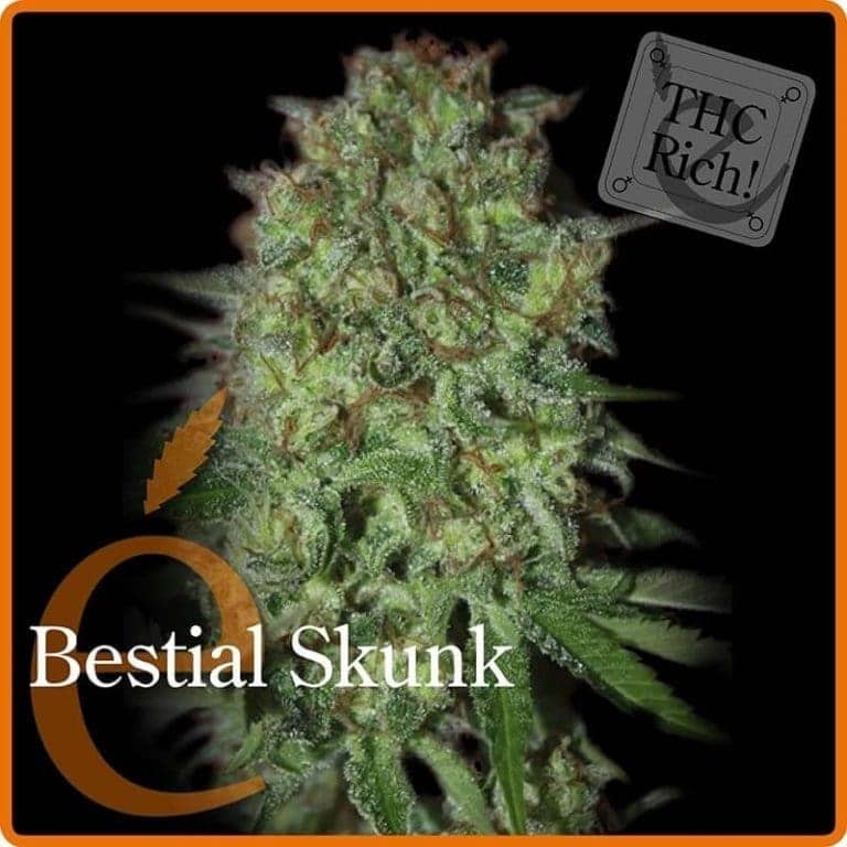 bestial skunk1