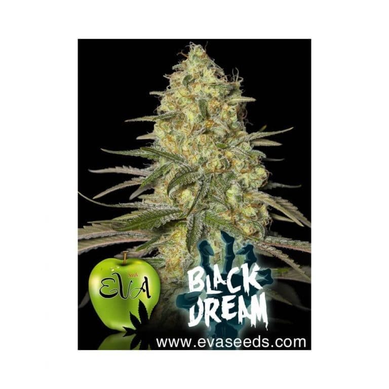 black dream1
