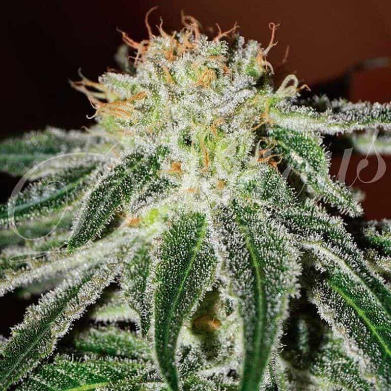 black russian 51