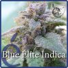 blue elite indica1
