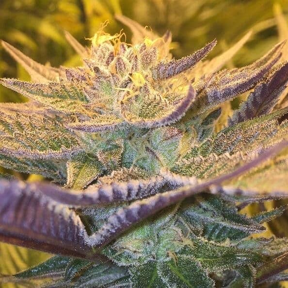 cbd Girl scout cookies BIG Insta forets pharms1