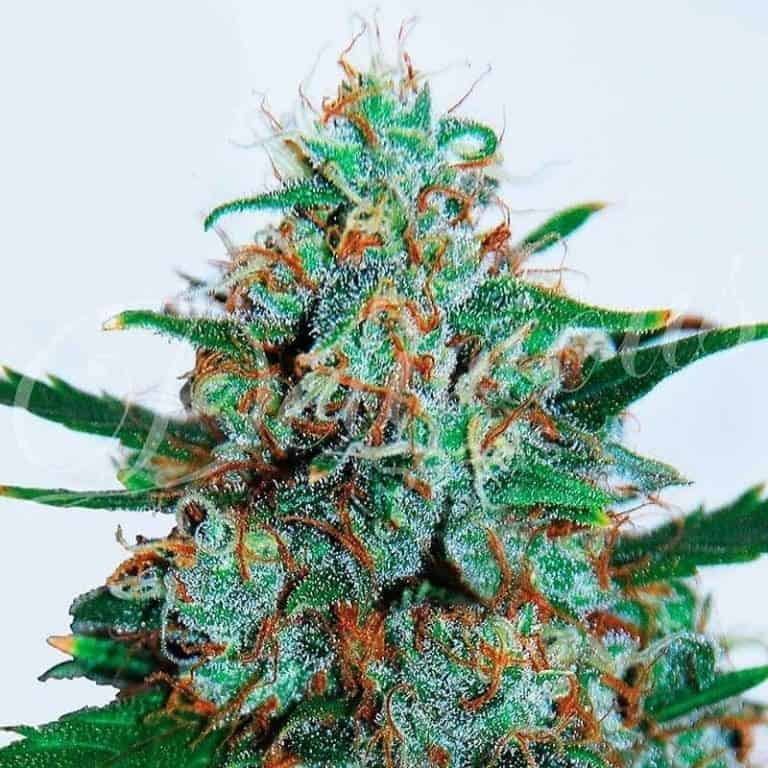 critical neville haze auto1