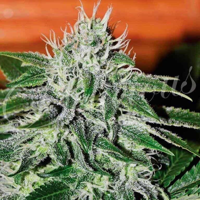 critical jack herer 71