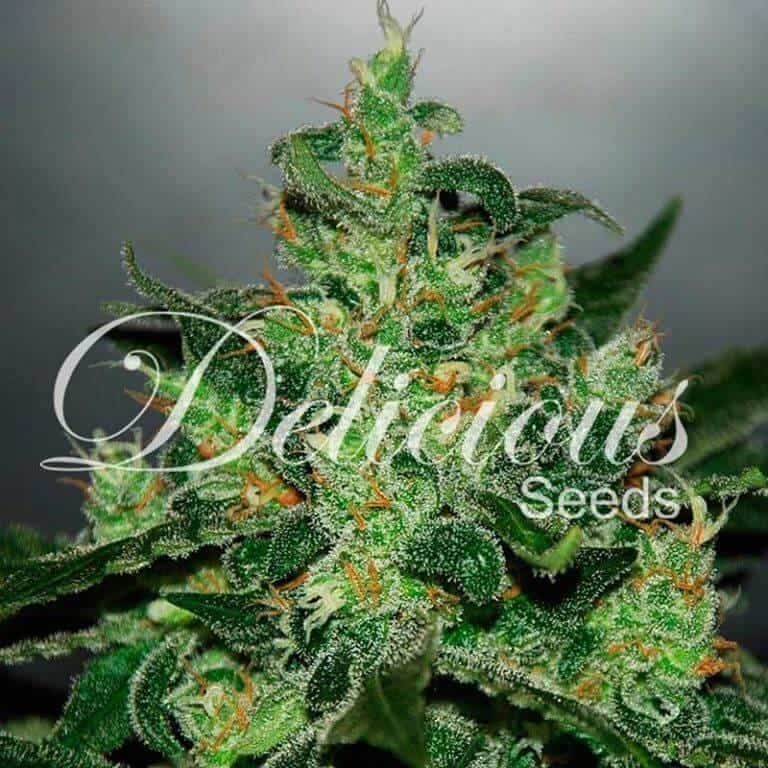 critical jack herer auto1