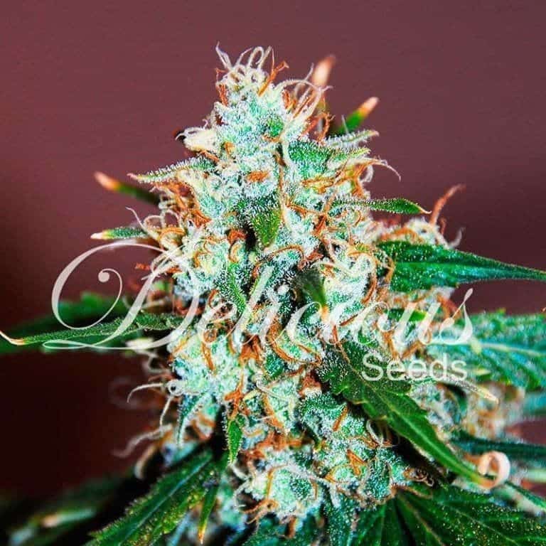 critical neville haze1