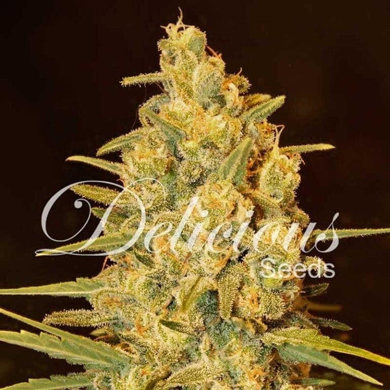 critical sensi star 3 31