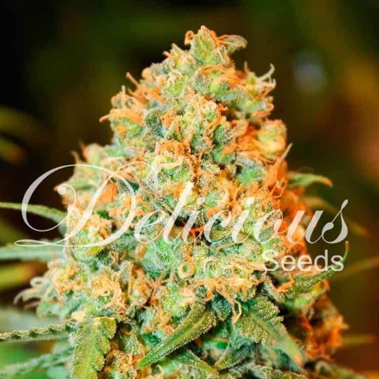 critical supersilver haze1
