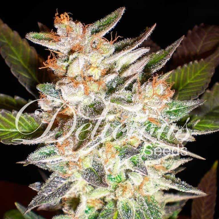 delicious candy auto 41