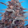 devil cream auto1
