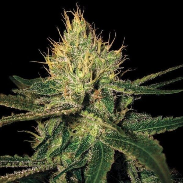 dna genetics cannalope haze 1