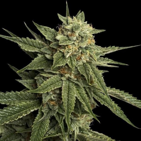 dna genetics holy grail kush 11