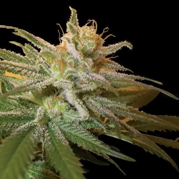 dna genetics kushberry1