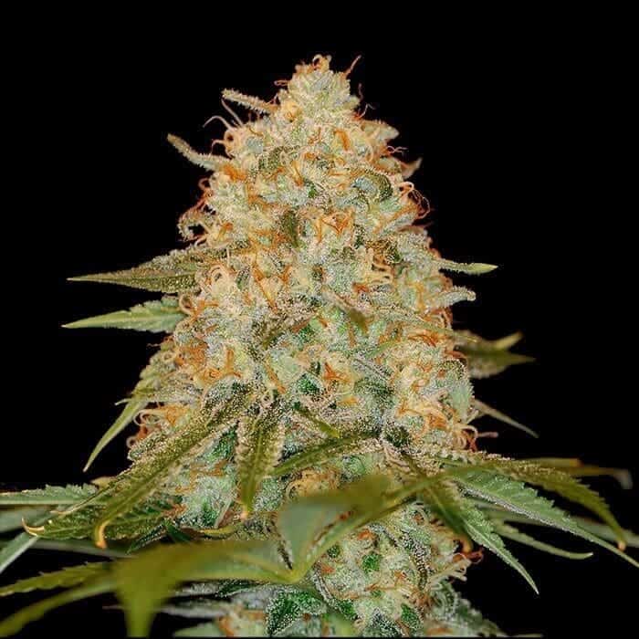 dna genetics la chocolat1