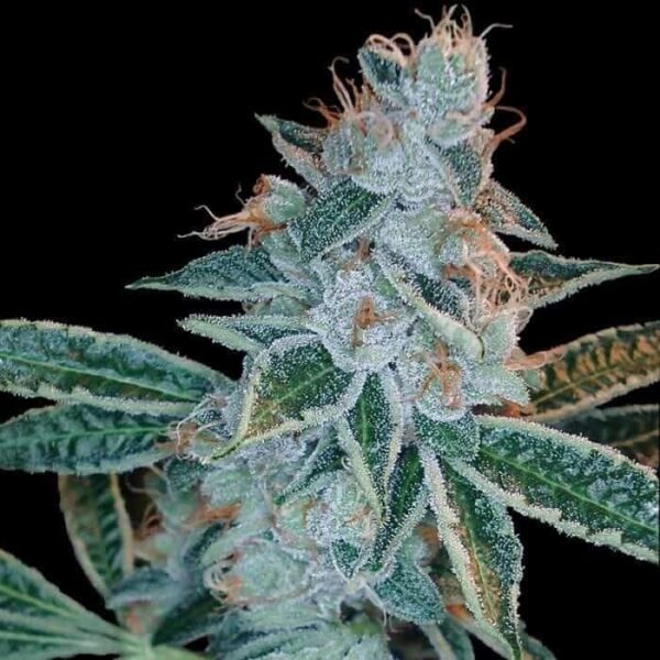 dna genetics lemon og kush1