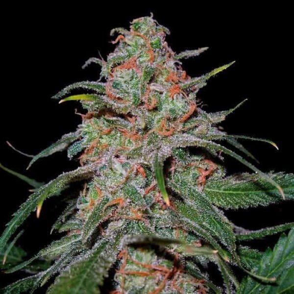dna genetics lemon skunk1