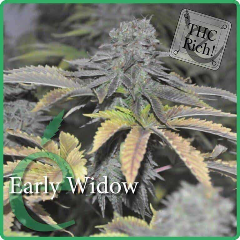early widow1
