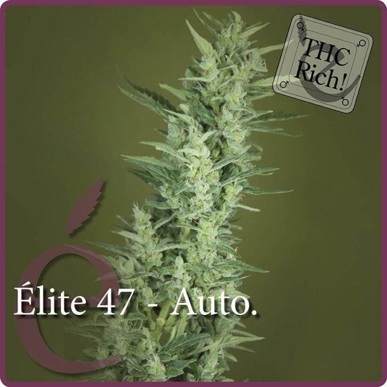 elite 47 auto1