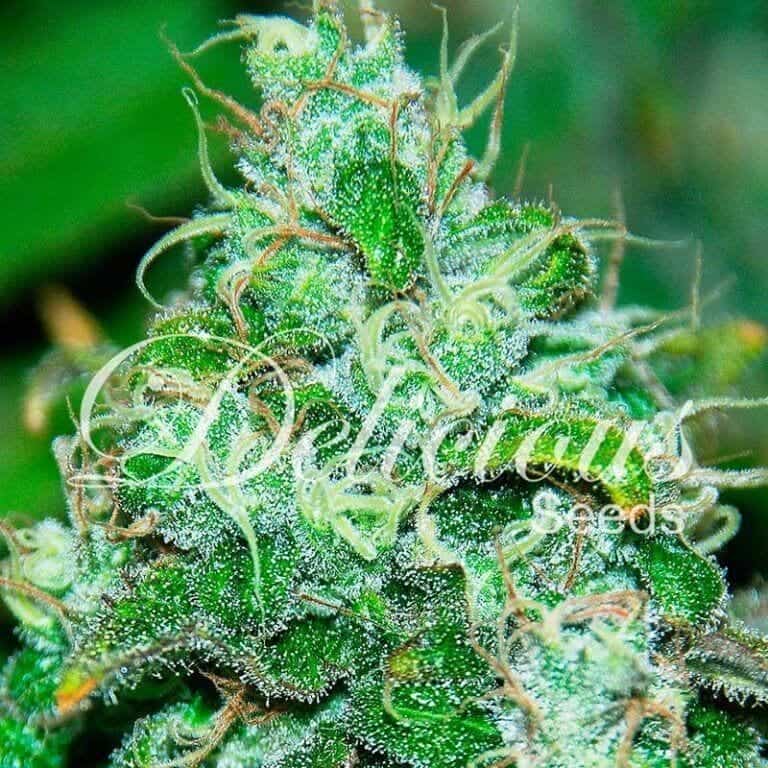 fruity chronic juice 51