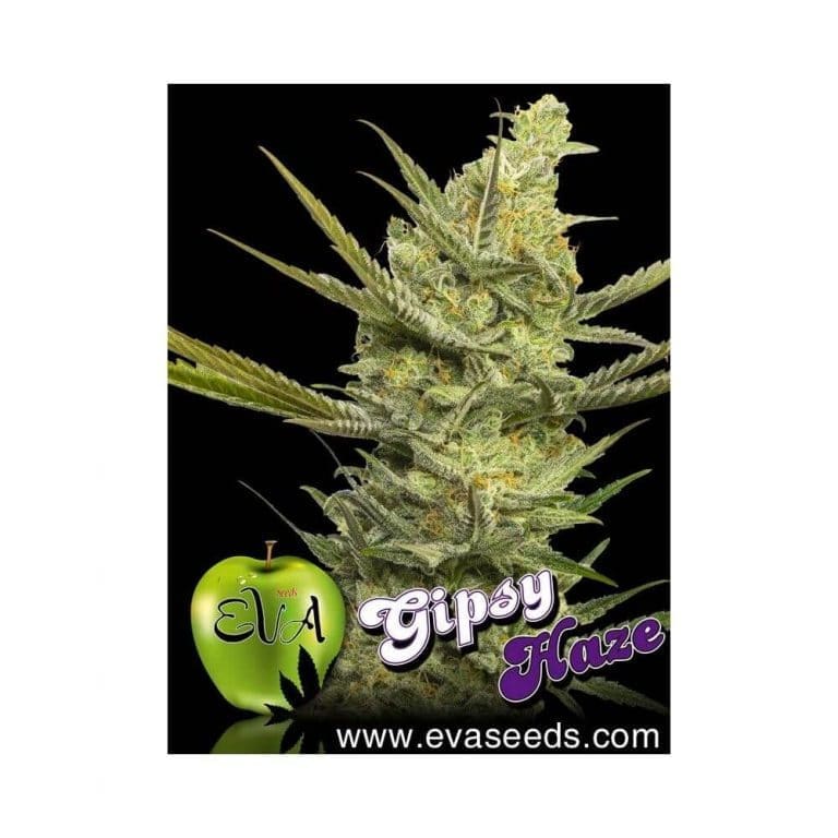 gipsy haze1