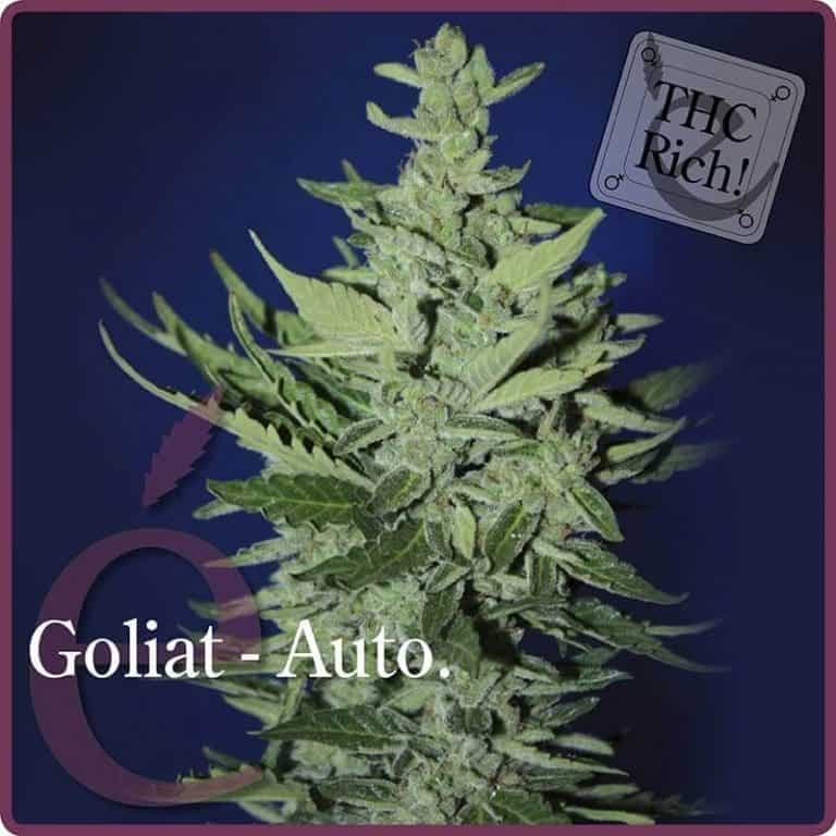 goliat auto1
