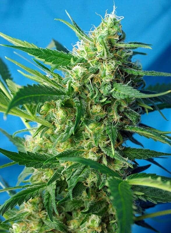 ice cool auto1