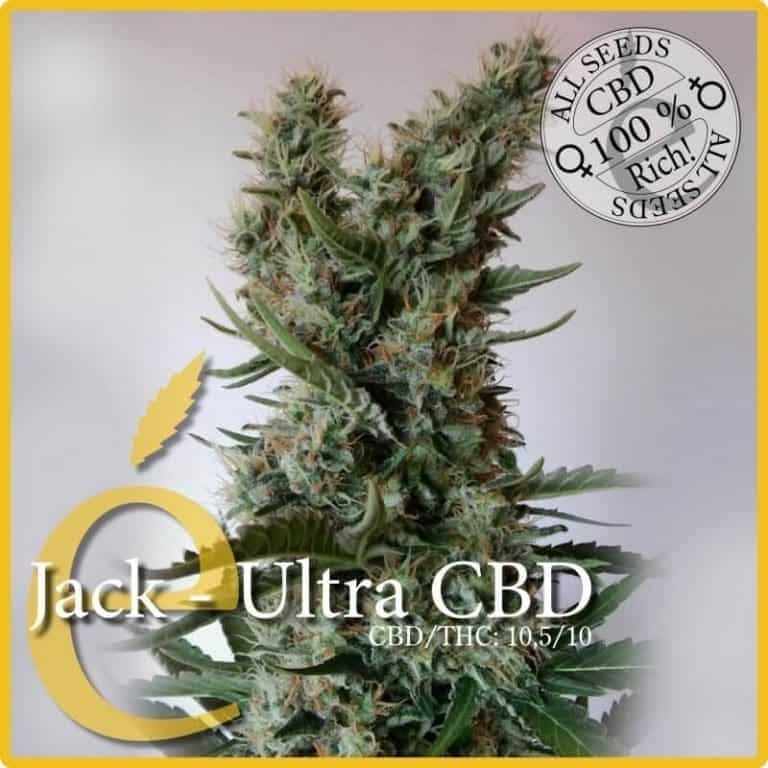jack ultra cbd1