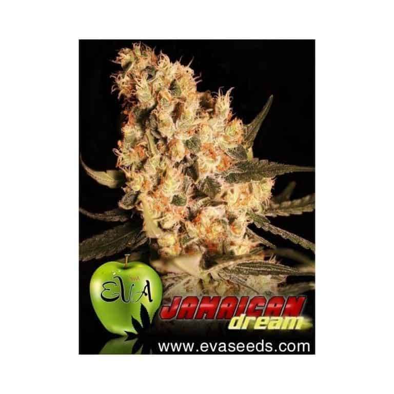 jamaican dream1