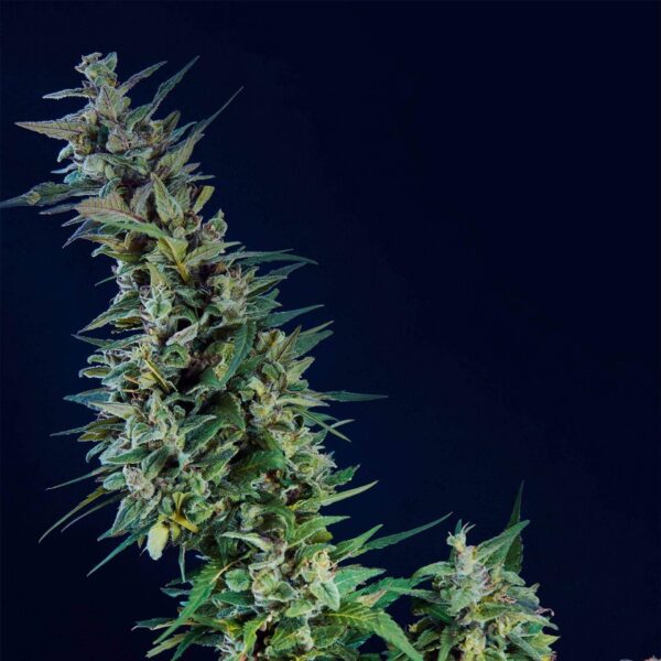 kama kush cbd product image 1271