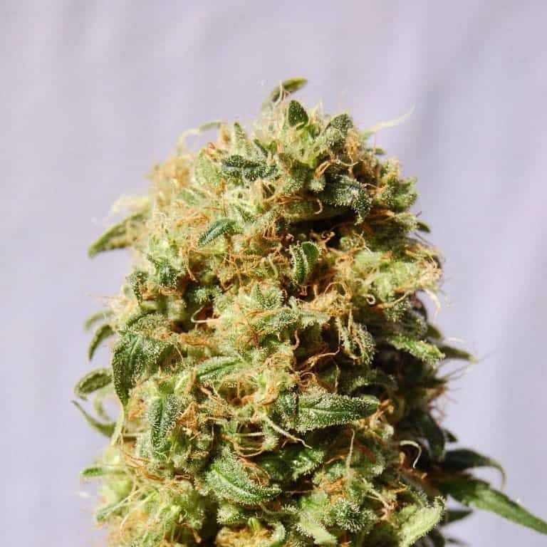 la reina de africa aka kaboom product image 1011