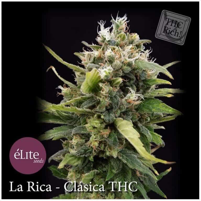la rica clasica thc1