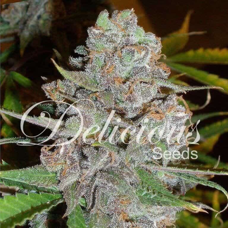 la diva 51