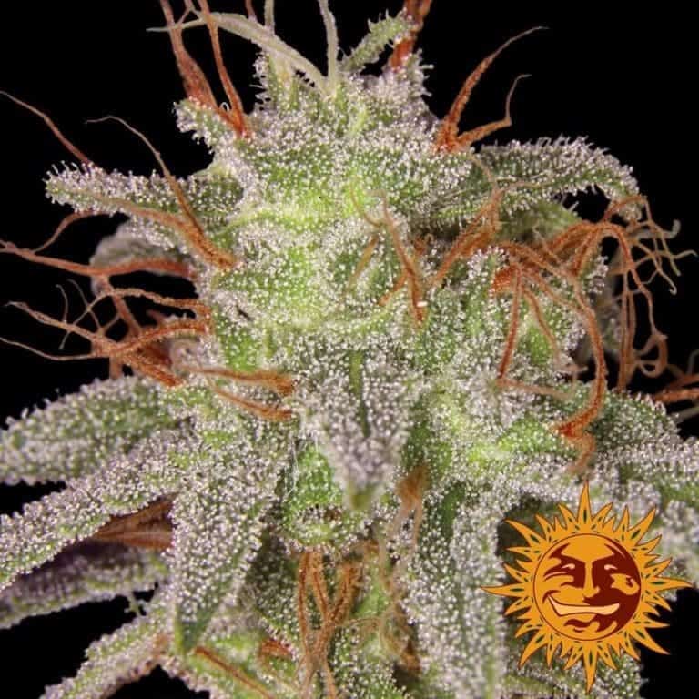 amnesia lemon