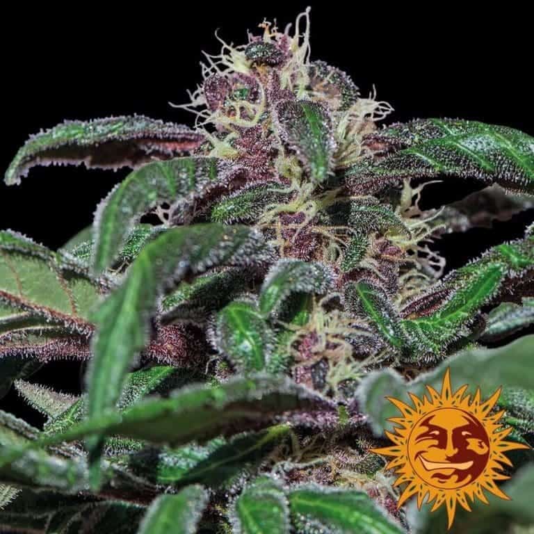 Ayahuasca Purple - nasiona marihuany