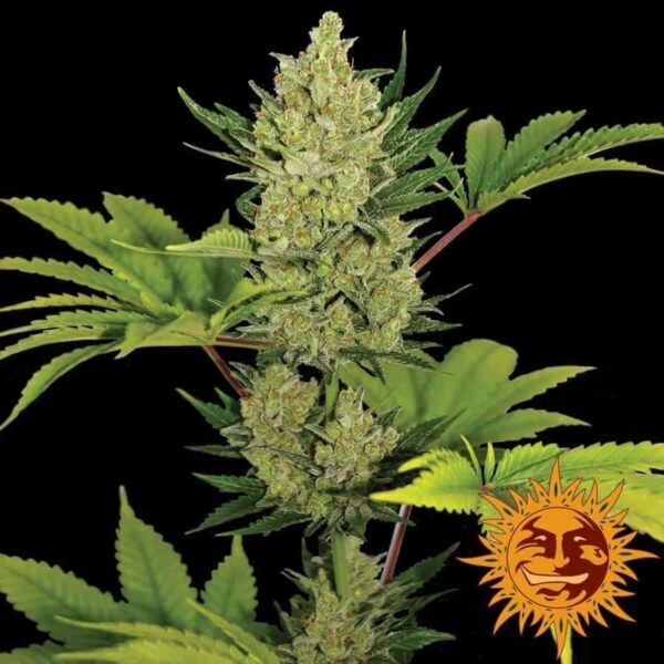 Blueberry Cheese Auto Barney's Farm